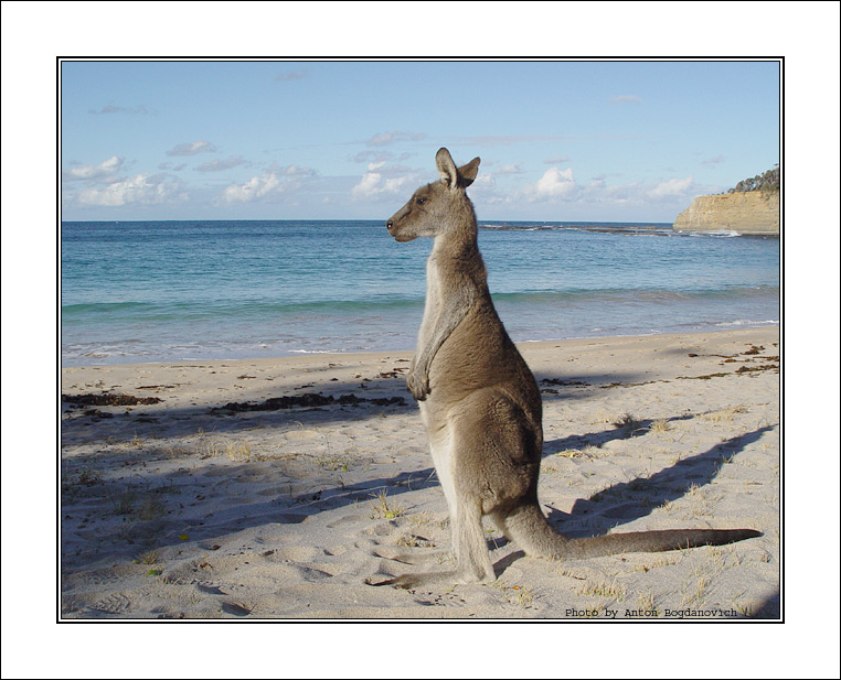 1_Kangaroo_dreaming