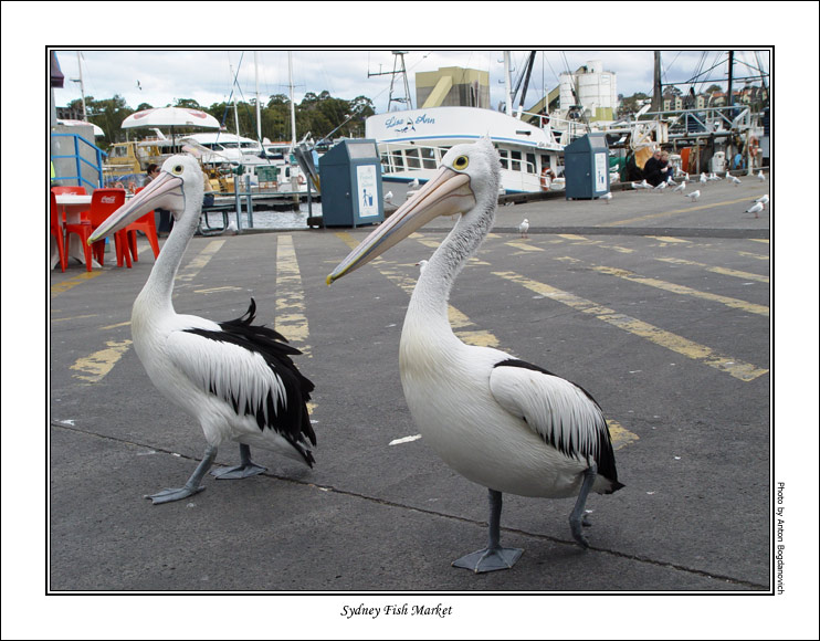 fishmarket