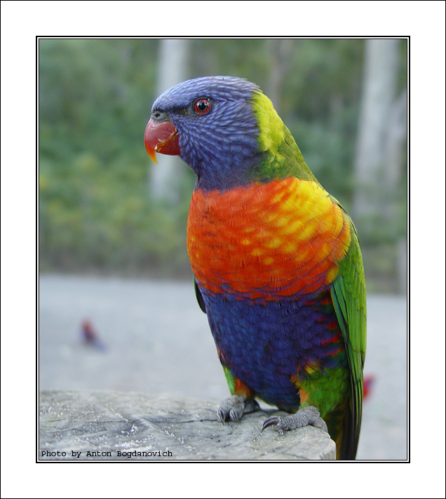 rainbow_lorikeet