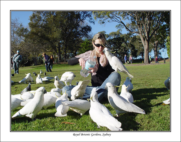 cockatoos