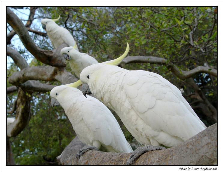 cockatoos2