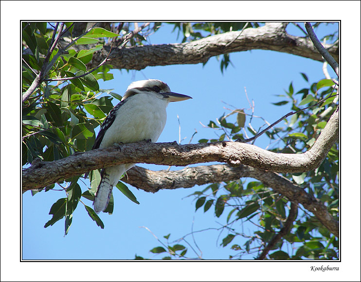 kookaburra