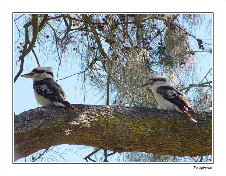 kookaburras