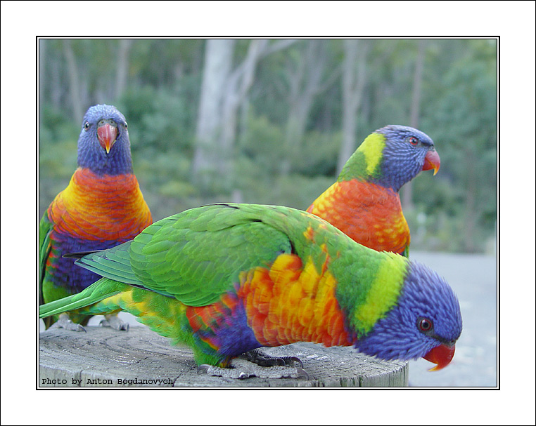 rainbow_lorikeet2