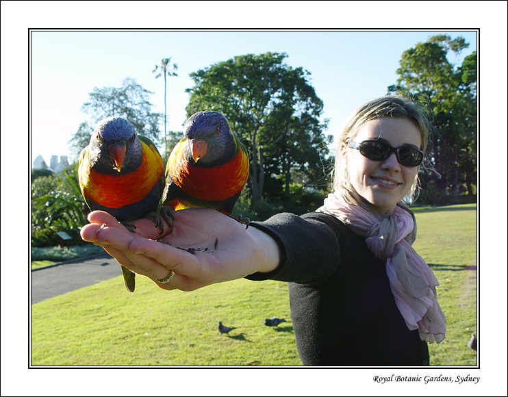 rainbow_lorikeet3