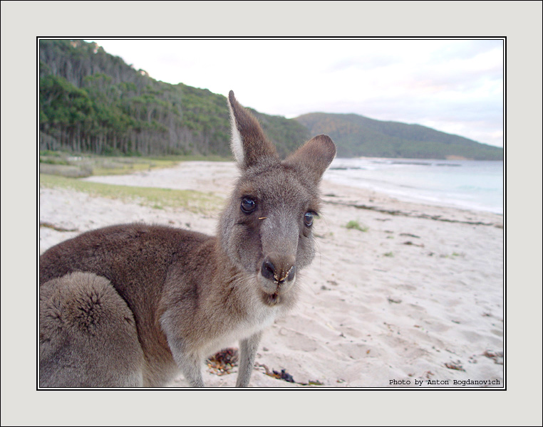 Kangaroo1