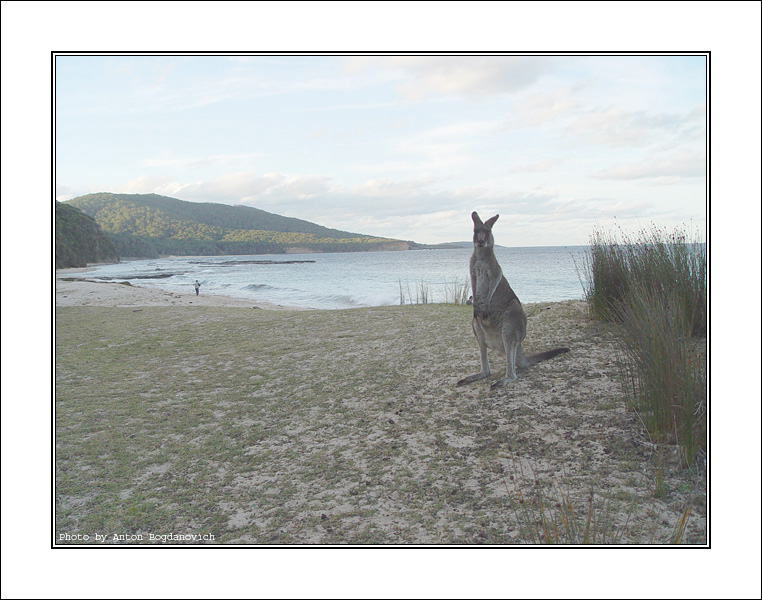 Kangaroo12