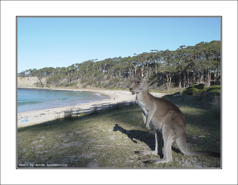 Kangaroo15