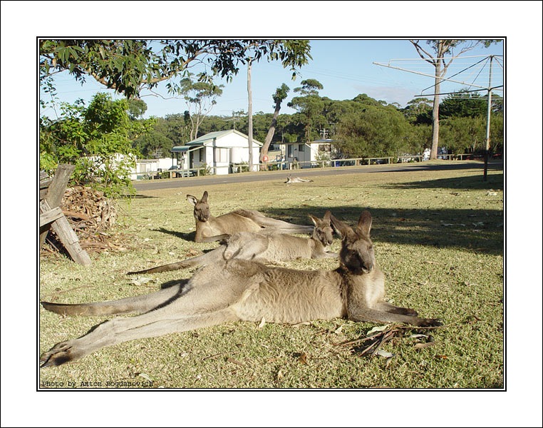 Kangaroo5