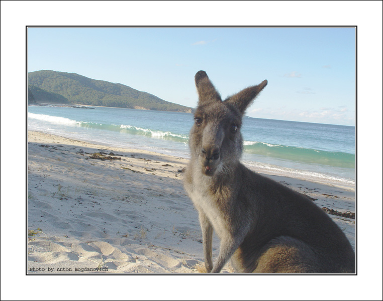 Kangaroo6