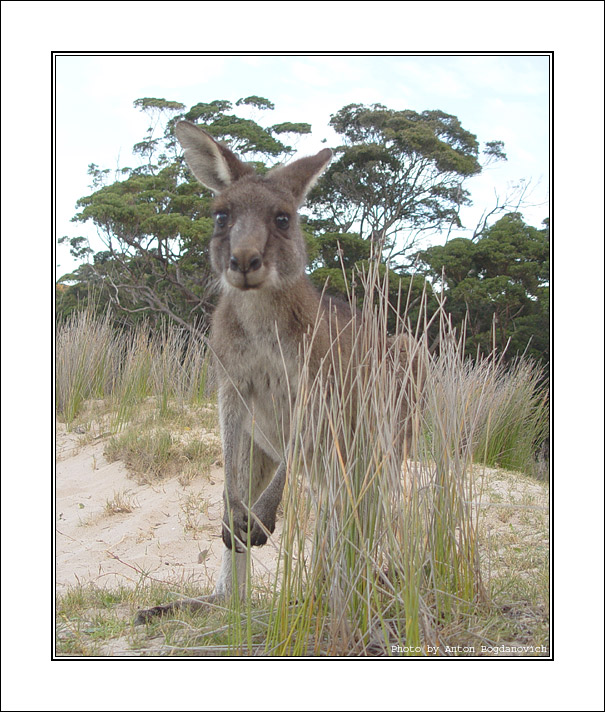 Kangaroo9