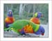 rainbow_lorykeet2