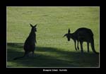 kangaroos