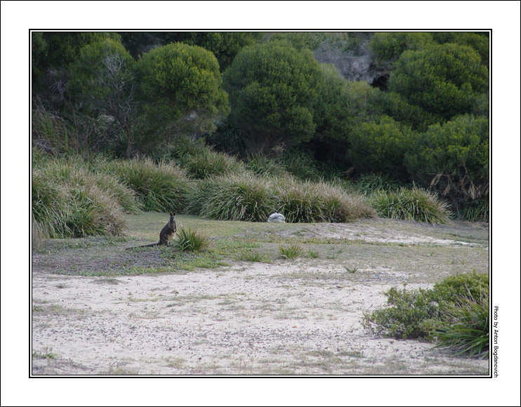 wallaby