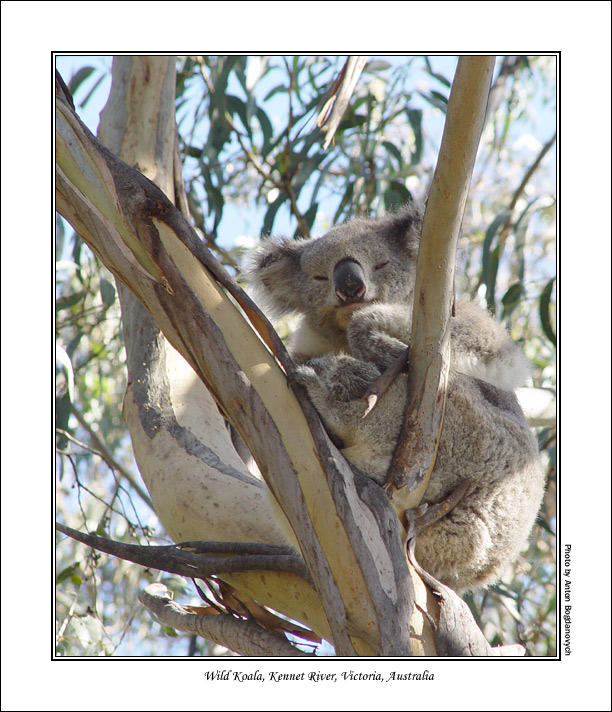 koala