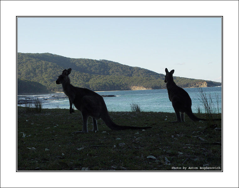 7_Kangaroo16