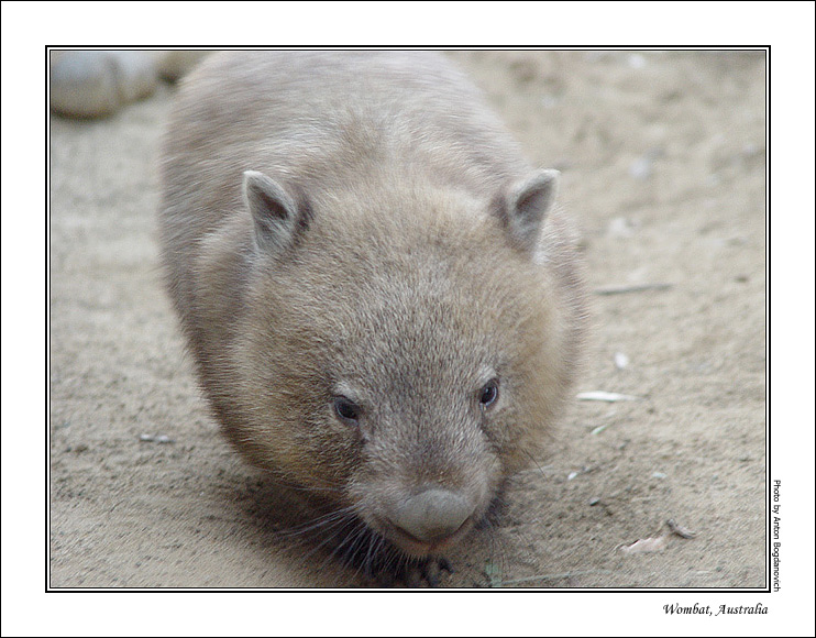 8_wombat