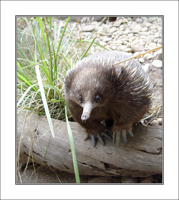 echidna