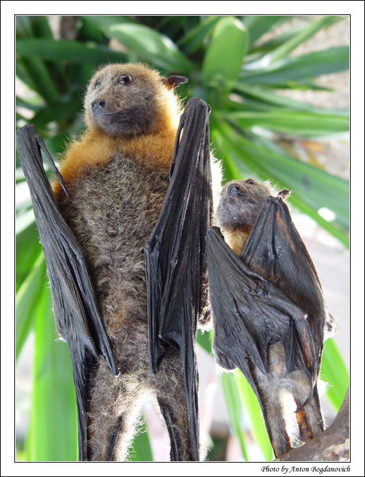 flying_foxes