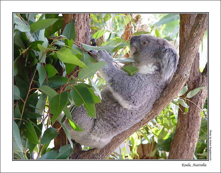 koala