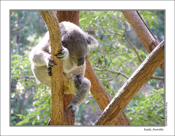 koala1