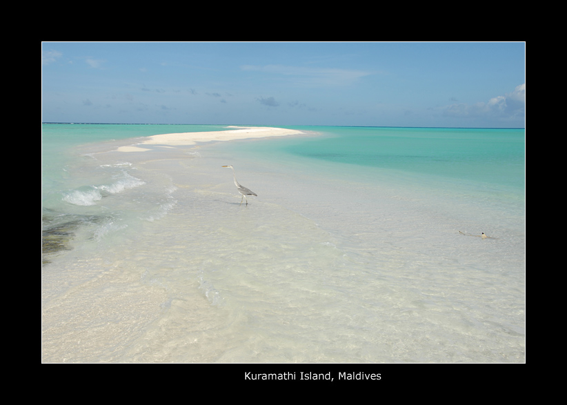 Heron&Shark