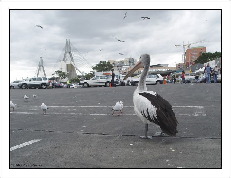 anzac_bridge